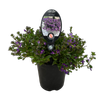 140mm Fan-Flower - Scaevola aemula - Gardening Solutionz