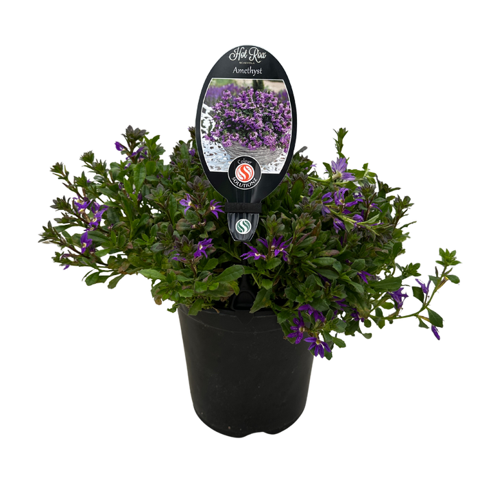 140mm Fan-Flower - Scaevola aemula - Gardening Solutionz
