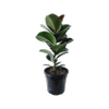 250mm Ficus Sofia - Ficus elastica