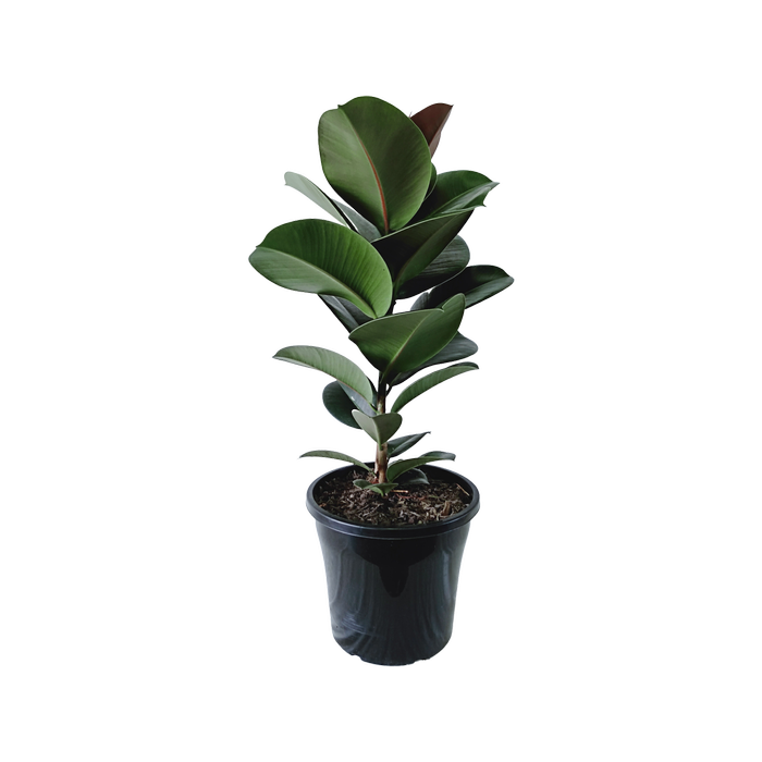250mm Ficus Sofia - Ficus elastica