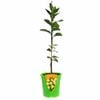 Plant Citrus Lime Bearss Dwarf 3.5L