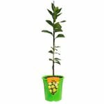 Plant Citrus Lime Bearss Dwarf 3.5L