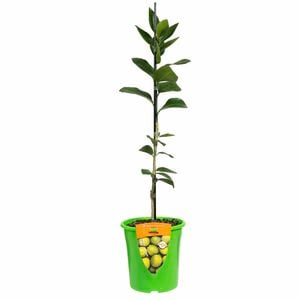 Plant Citrus Lime Bearss Dwarf 3.5L