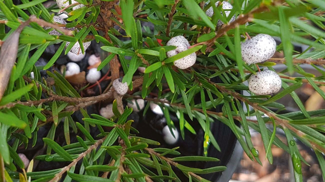 Midyim berry (Austromyrtus dulcis) growing on a tree