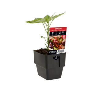 125mm Capsicum Candy Cane Chocolate Cherry - Capsicum annuum