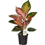 120mm Chinese Evergreen - Aglaonema Spitfire