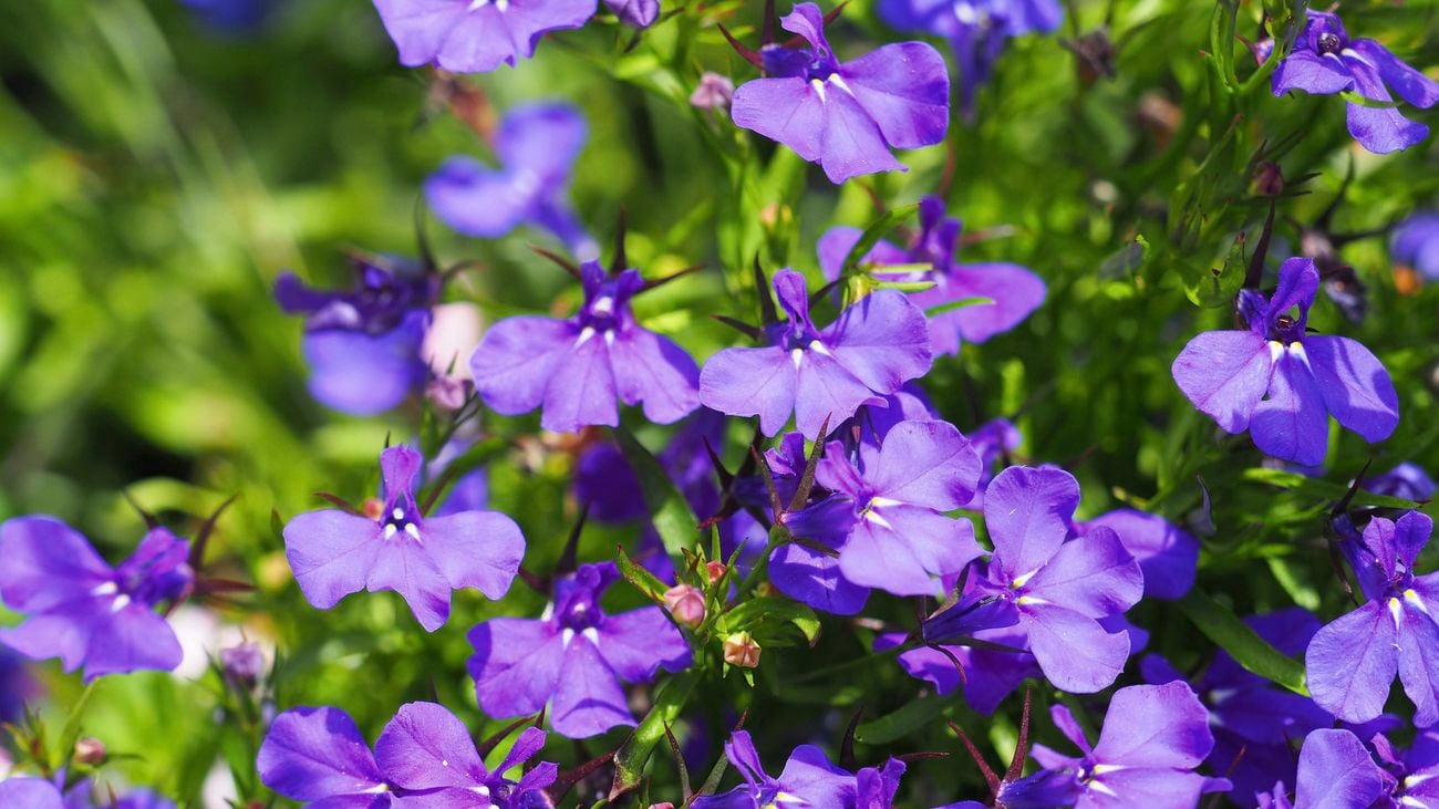 Close-up of purple lobelia flowers