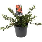 140mm Correa Orange Glow - Correa pulchella Orange Glow