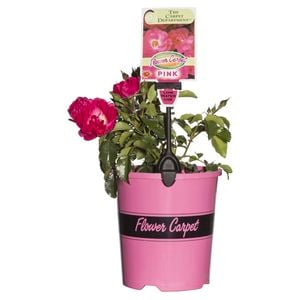 2.5L Pink Carpet Rose