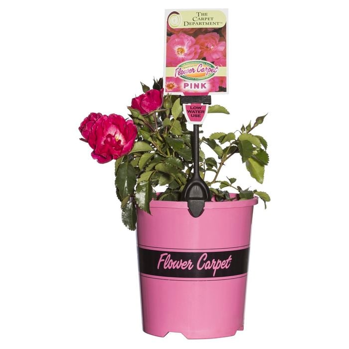 2.5L Pink Carpet Rose