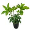 3.3L Vireya Red Adair - Vireya