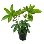 3.3L Vireya Red Adair - Vireya