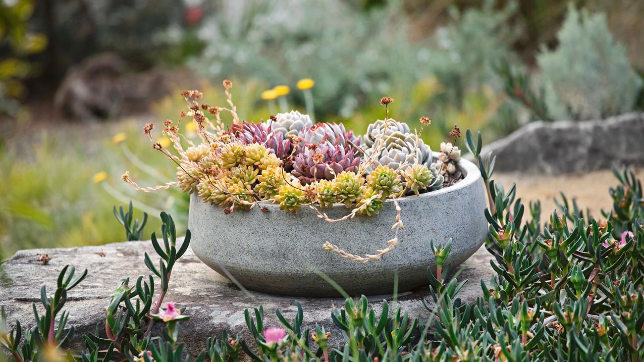 Grey pot with various succulents planted in it