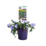 140mm Convolvulus Moroccan Moon - Convolvulus sabatius