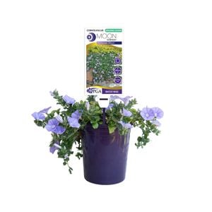 140mm Convolvulus Moroccan Moon - Convolvulus sabatius