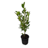 1L Griselinia Broadway Mint - Griselinia littoralis