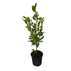 1L Griselinia Broadway Mint - Griselinia littoralis