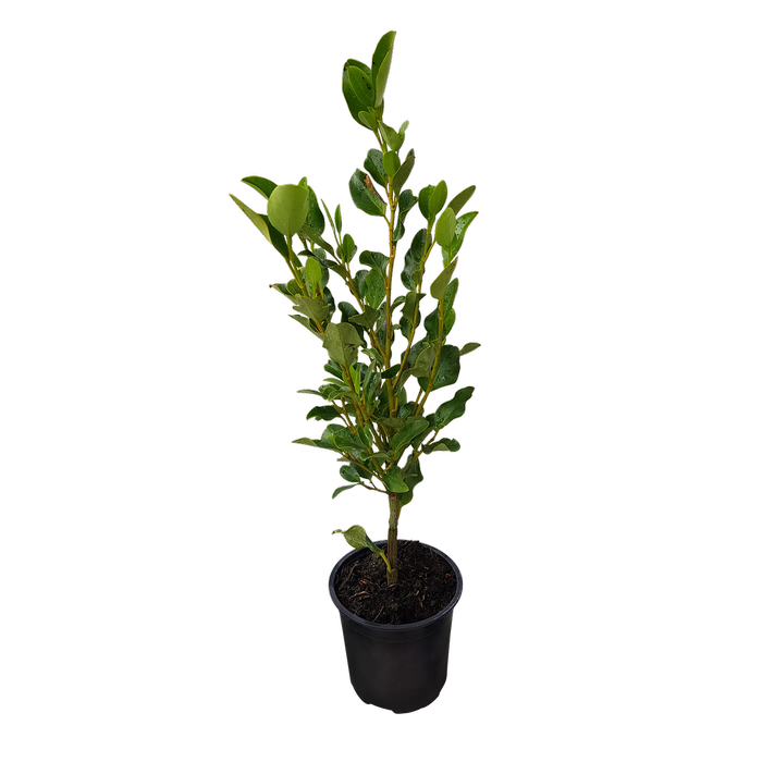 1L Griselinia Broadway Mint - Griselinia littoralis