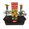 Punnet Marigold Honeymoon - Gold Flower Range