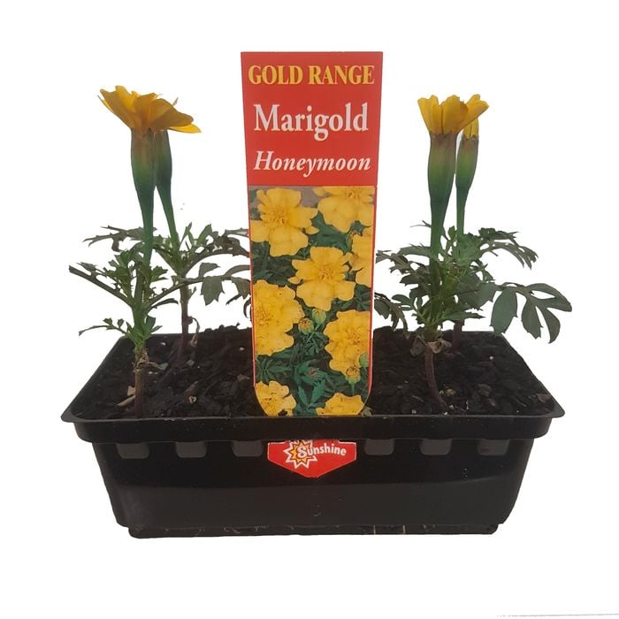 Punnet Marigold Honeymoon - Gold Flower Range