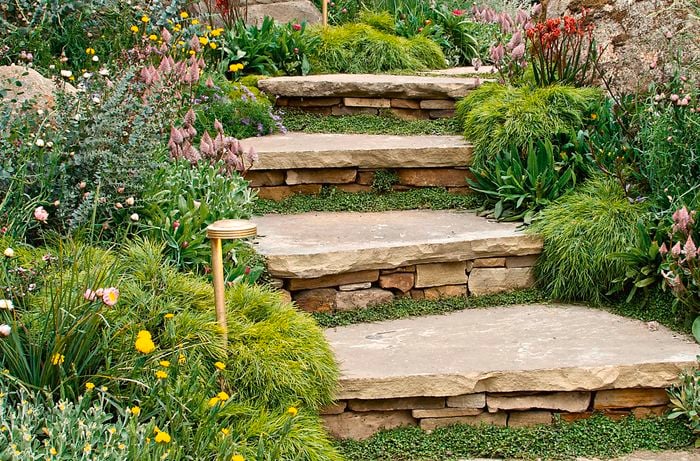 Garden with paving steps and plants.