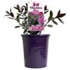 140mm Chocolate Box Raspberry Truffle - Hebe hybrida