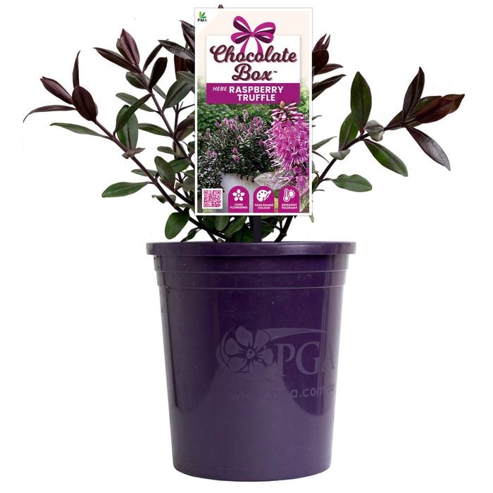 140mm Chocolate Box Raspberry Truffle - Hebe hybrida