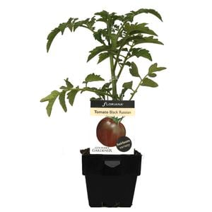 Floriana Gourmet Gardner 100mm Tomato Black Russian