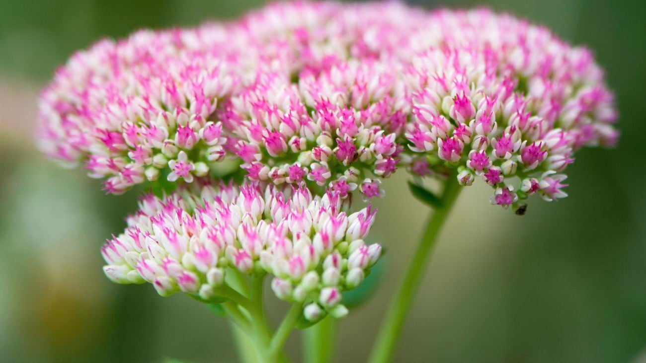 close up image of pink sedum in flower