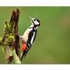 Great Spotted Woodpecker  Print 100% Australian Made 150 x 100cm  (Stretched)