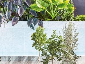A variety of potted plants in situ