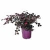 170mm Plum Delight - Loropetalum chinense