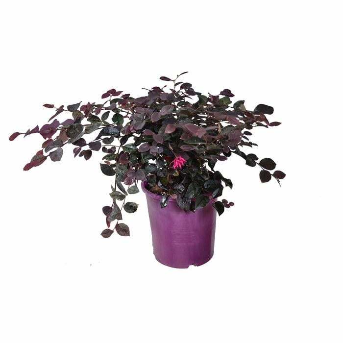 170mm Plum Delight - Loropetalum chinense