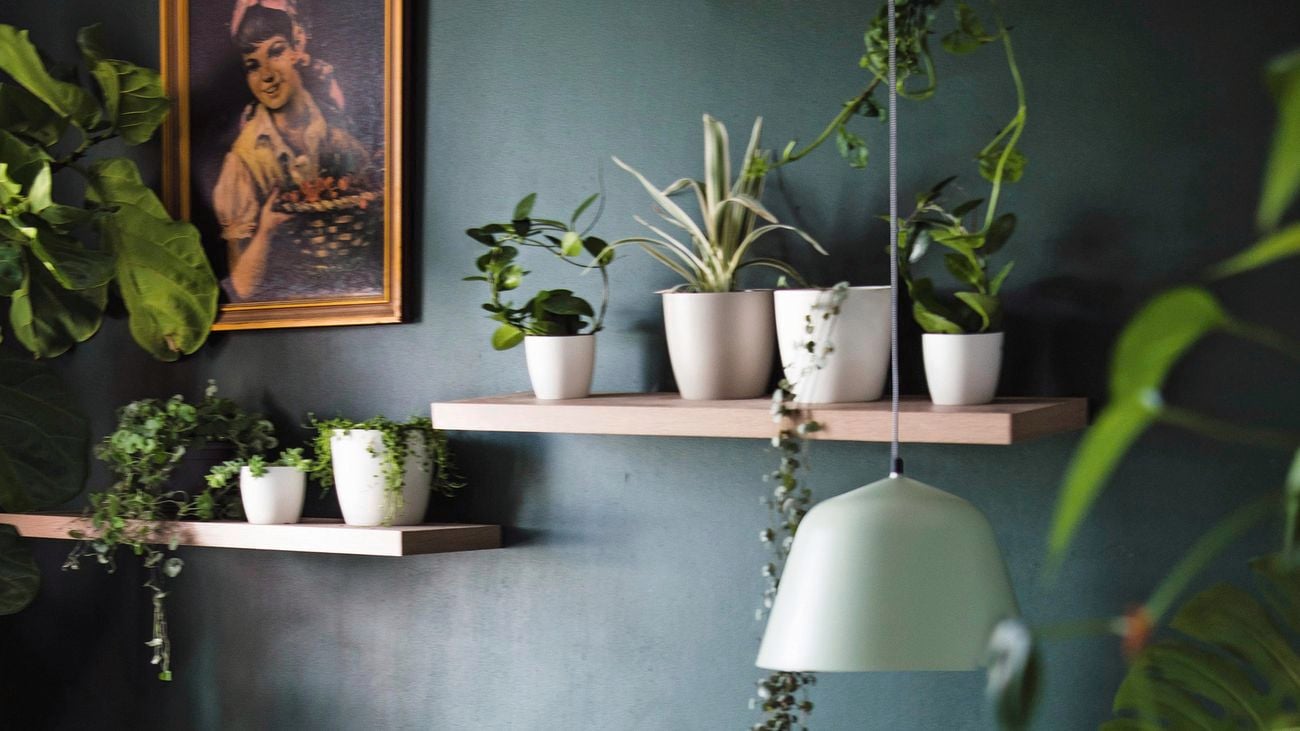 Green bedroom feature wall and floating shelves carrying small potted plants