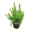 2L Tuscan Blue Rosemary - Rosmarinus officinalis
