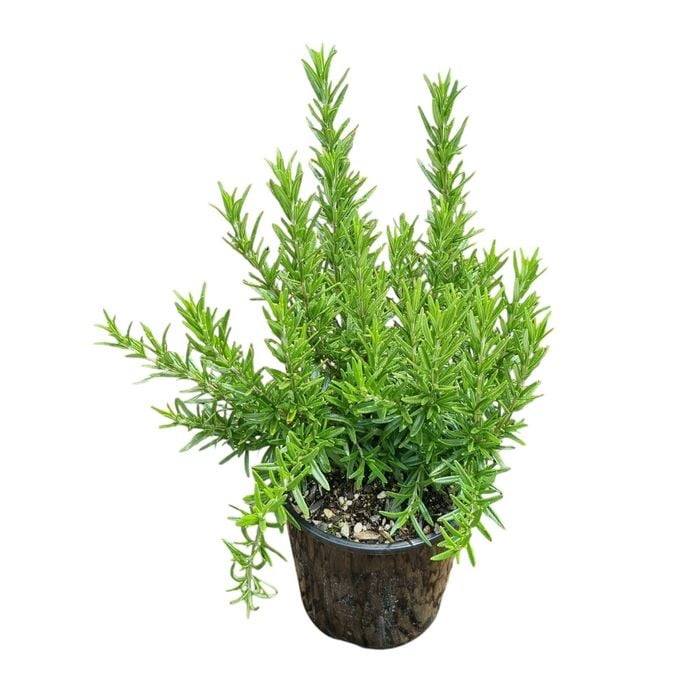 2L Tuscan Blue Rosemary - Rosmarinus officinalis