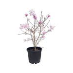 20L Magnolia Jane Platt - Magnolia stellata
