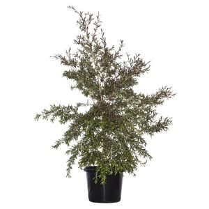 270mm Leptospermum Starry Night - Leptospermum obovatum