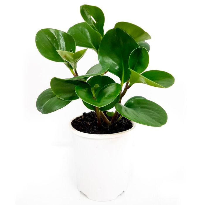 125mm Peperomia Jade - Peperomia Magnoliifolia