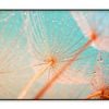 Dandelion Seed with Water Drops  Print 100% Australian Made 120x90cm  (Poster)