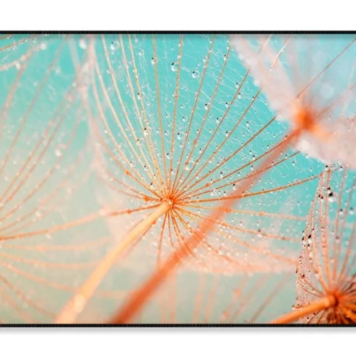 Dandelion Seed with Water Drops  Print 100% Australian Made 120x90cm  (Poster)