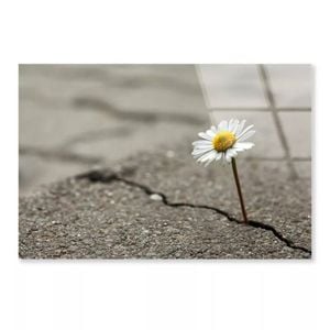 Floral Crack in Asphalt  Print 100% Australian Made 50 x 40cm  (Acrylic)