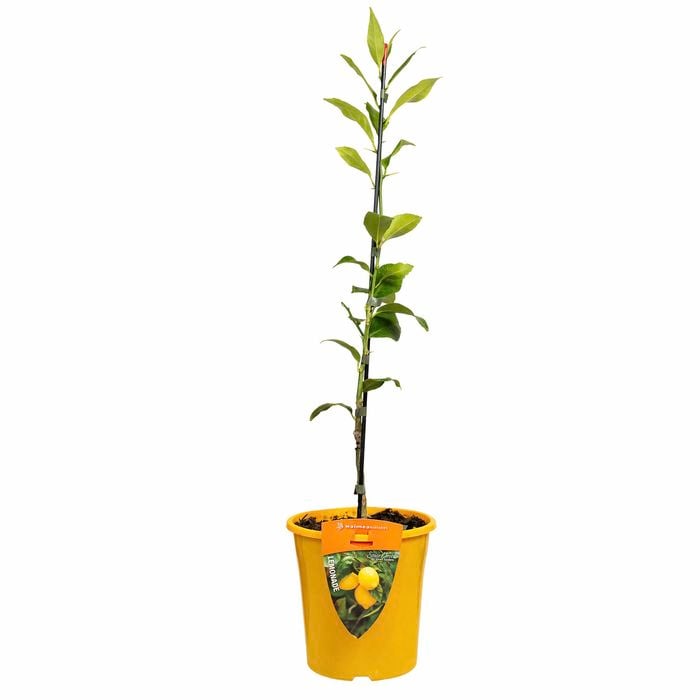 Plant Citrus Lemonade  3.5L