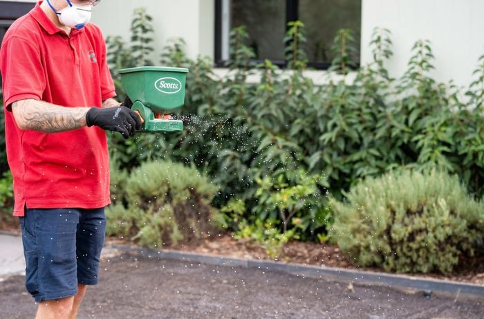 A person in a red shirt is using a handheld spreader to evenly apply a lawn starter fertiliser over the soil.