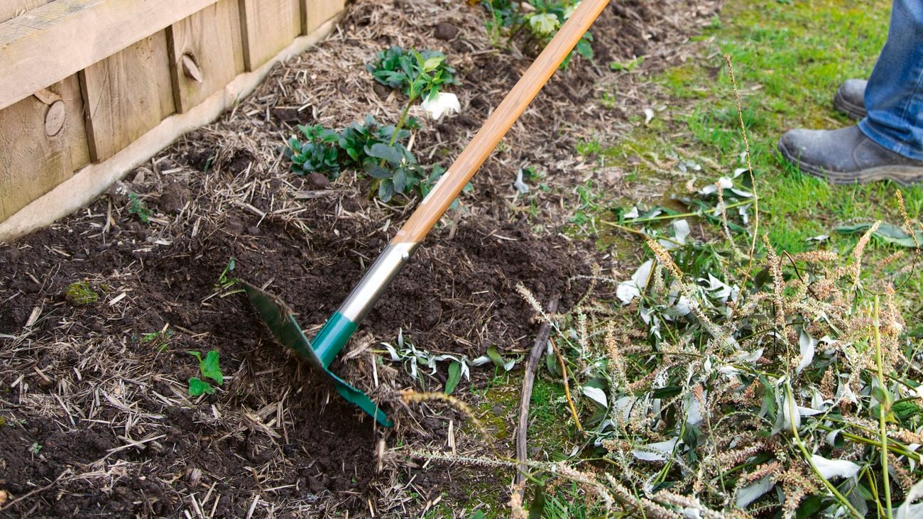A person rakes their garden patch with a rake and hoe cultivator
