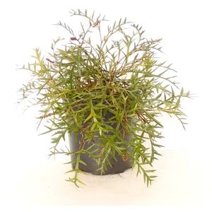 250mm Grevillea Bronze Rambler