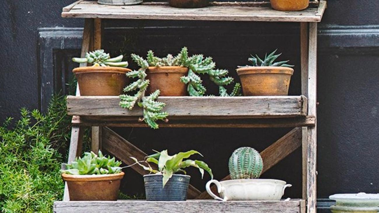 Small cacti in pots on a plant shelf