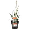 140mm Bush Diamond Kangaroo Paw - Anigozanthos hybrid Rambodiam PBR