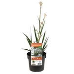 140mm Bush Diamond Kangaroo Paw - Anigozanthos hybrid Rambodiam PBR