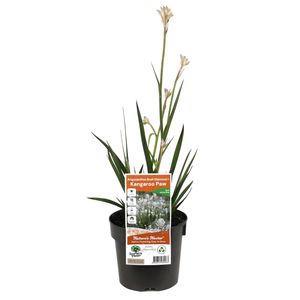 140mm Bush Diamond Kangaroo Paw - Anigozanthos hybrid Rambodiam PBR